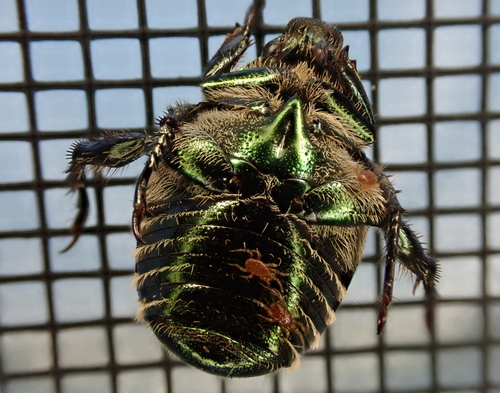Japanese beetle