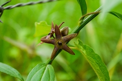 Matelea gonoloboides