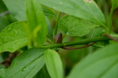 Matelea gonoloboides