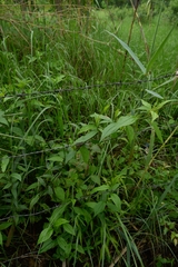 Matelea gonoloboides