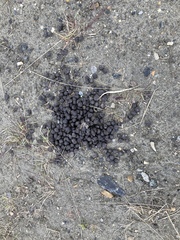 Ovibos moschatus