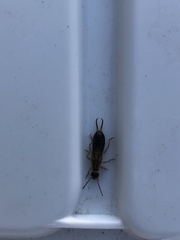 Forficula auricularia