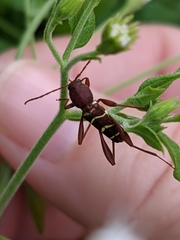 Neoclytus acuminatus