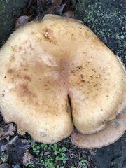 Cyclocybe parasitica