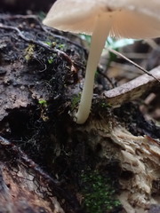 Pluteus minor