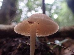 Pluteus minor