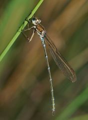Austrolestes cingulatus