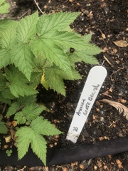 Filipendula ulmaria
