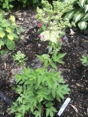 Filipendula ulmaria