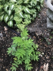 Filipendula ulmaria