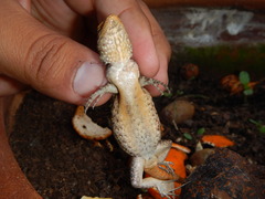 Sceloporus grammicus