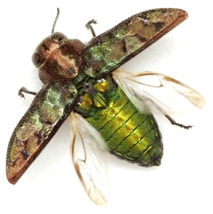 Chrysobothris ignicollis