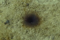 Myxicola