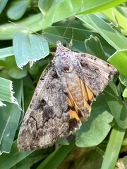 Catocala micronympha