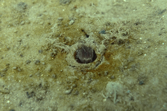 Myxicola
