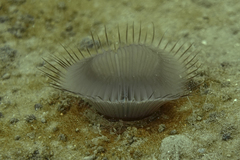 Myxicola