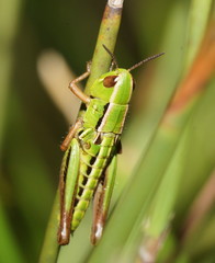 Kosciuscola usitatus