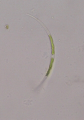 Closterium acutum