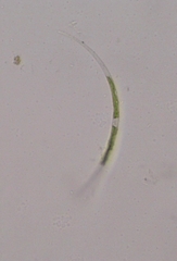Closterium acutum
