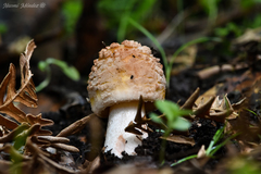 Amanita brunneolocularis