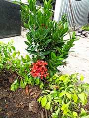 Ixora