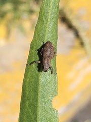 Pantomorus cervinus
