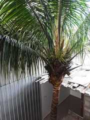 Arecoideae