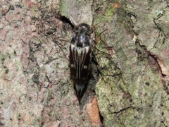 Tomoxia lineella