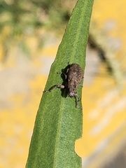 Pantomorus cervinus