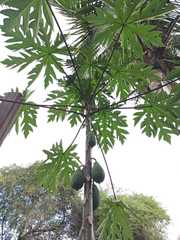 Carica papaya