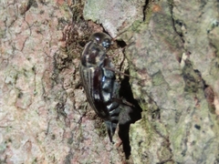 Tomoxia lineella