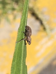 Pantomorus cervinus