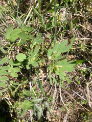 Acmispon denticulatus