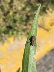 Pantomorus cervinus