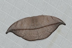 Albara reversaria