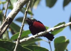 Leptocoma brasiliana