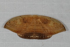 Callidrepana pulcherrima