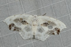 Leucoblepsis renifera