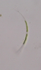 Closterium acutum