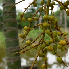 Arecoideae