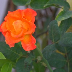 Rosa