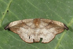 Oreta carnea