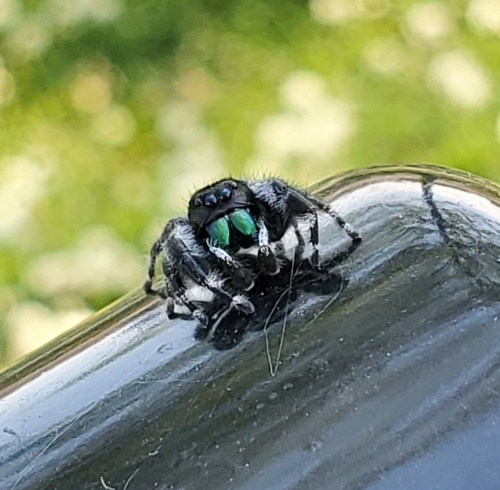 Bold Jumping Spider photographed in Wisconsin