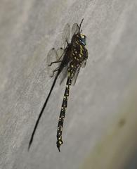 Austroaeschna flavomaculata