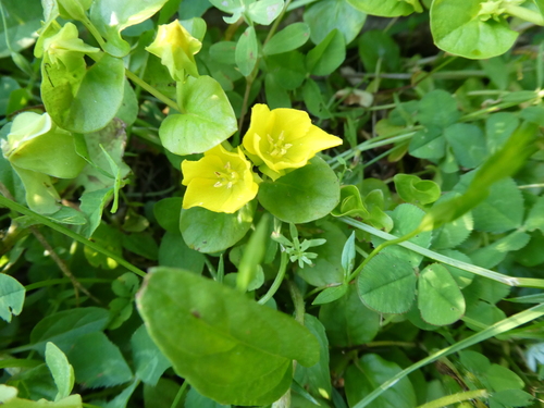 Lysimachia nummularia
