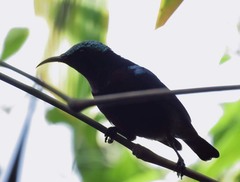Leptocoma brasiliana