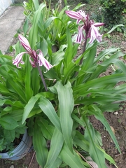 Crinum zeylanicum