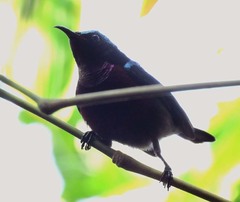 Leptocoma brasiliana
