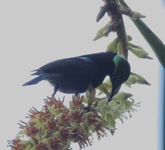 Leptocoma brasiliana