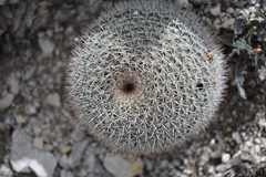 Mammillaria haageana conspicua